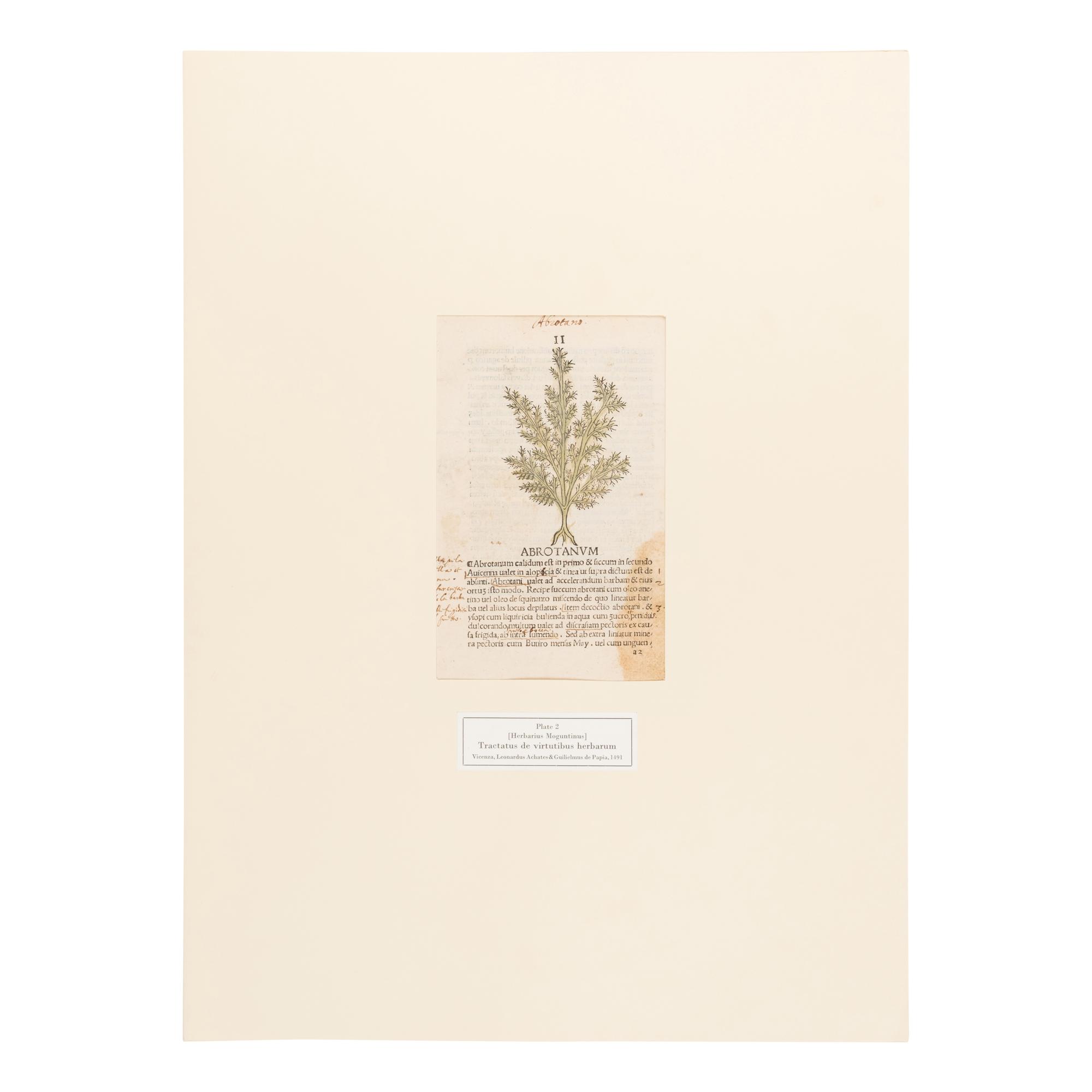 [Natural History]. Nissen, Claus. Herbals of Five Centuries. 50 Original Leaves... Zurich, Olten, and Munich: L'Art Ancien S.A.; Weiss-Hesse; and Robert Wolfle, 1958.