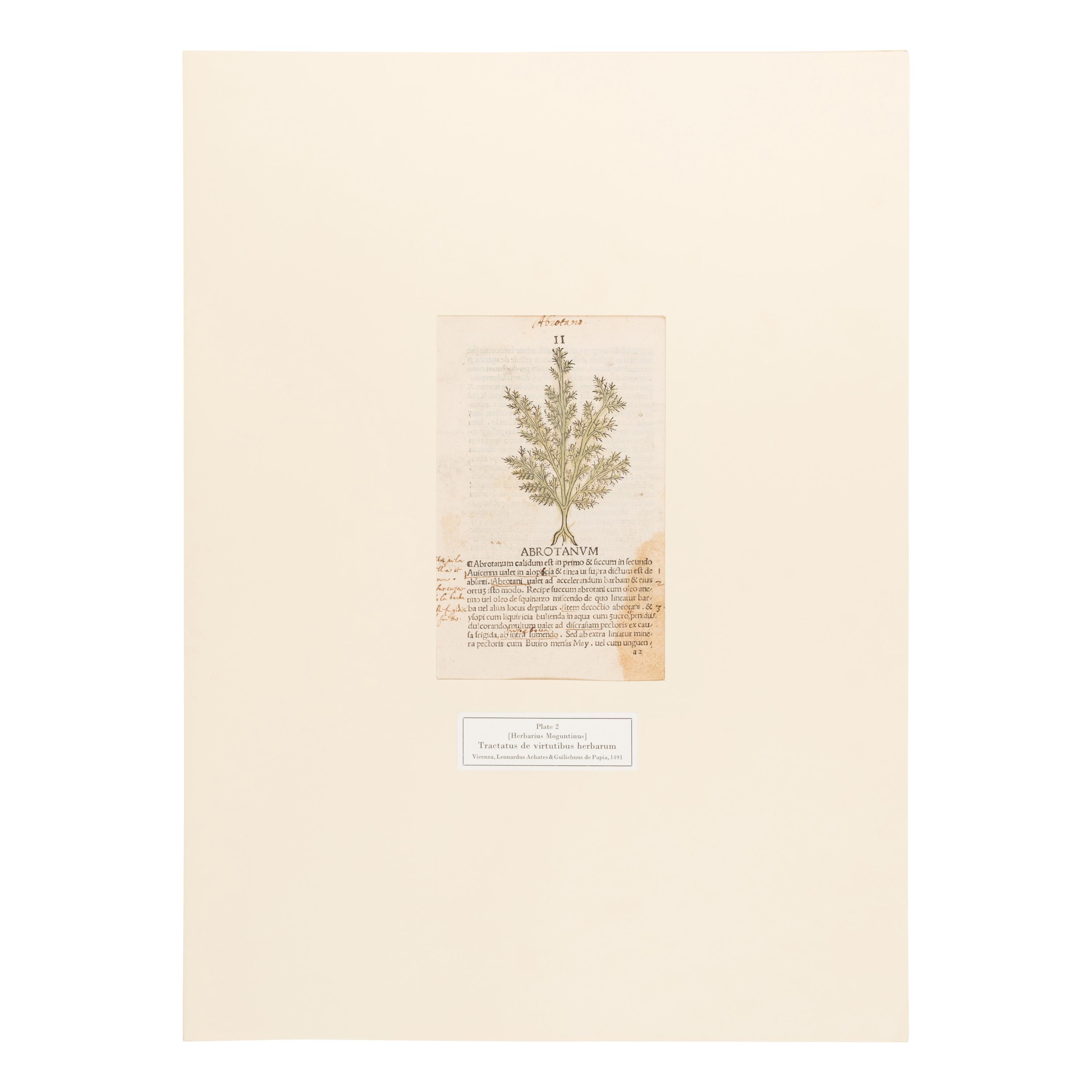 [Natural History]. Nissen, Claus. Herbals of Five Centuries. 50 Original Leaves... Zurich, Olten, and Munich: L'Art Ancien S.A.; Weiss-Hesse; and Robert Wolfle, 1958.