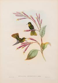 John Gould (British, 1804-1881)