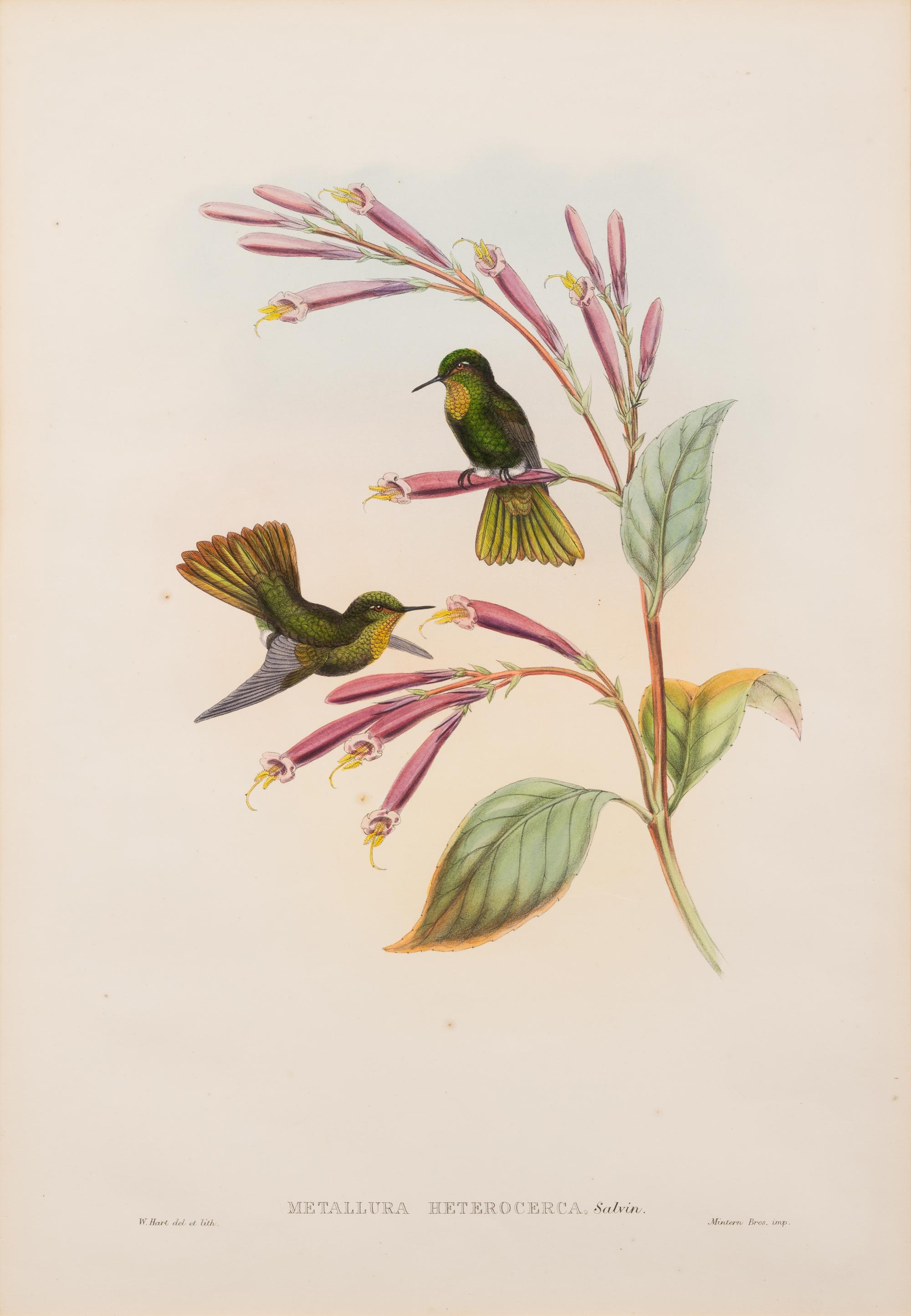 John Gould (British, 1804-1881)