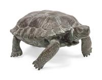 Tortoise, edition 17/25