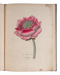 [NATURAL HISTORY]. DUPPA, Richard (1770-1831). Illustrations of the Lotus of Antiquity . London: T. Bensley, 1813.
