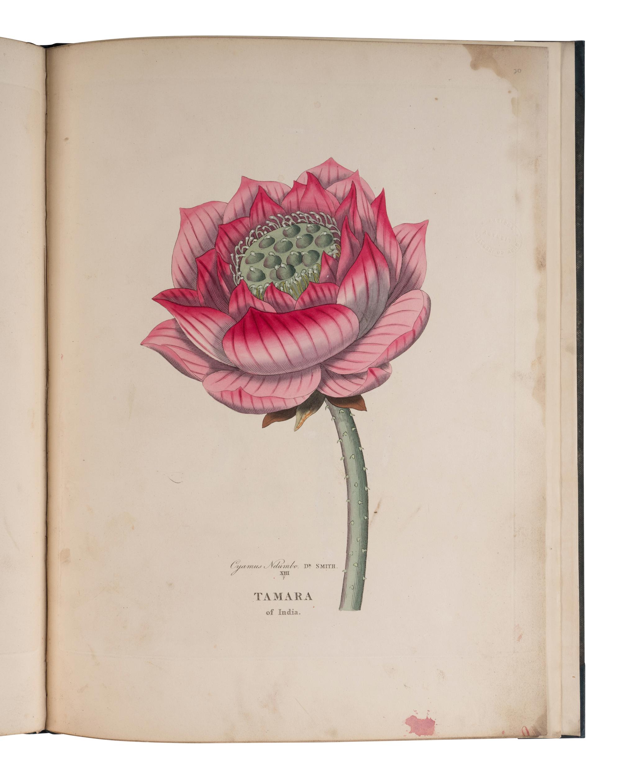 [NATURAL HISTORY]. DUPPA, Richard (1770-1831). Illustrations of the Lotus of Antiquity . London: T. Bensley, 1813.