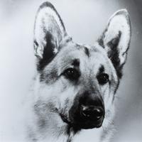 Five Works of Art depicting German Shepherds Largest: 22 x 27 3/4 inches.