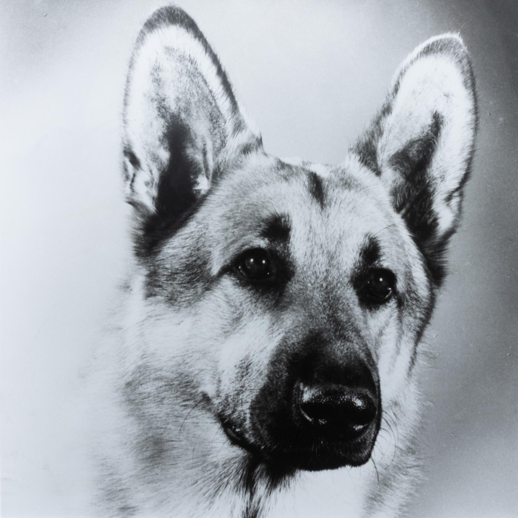 Five Works of Art depicting German Shepherds Largest: 22 x 27 3/4 inches.