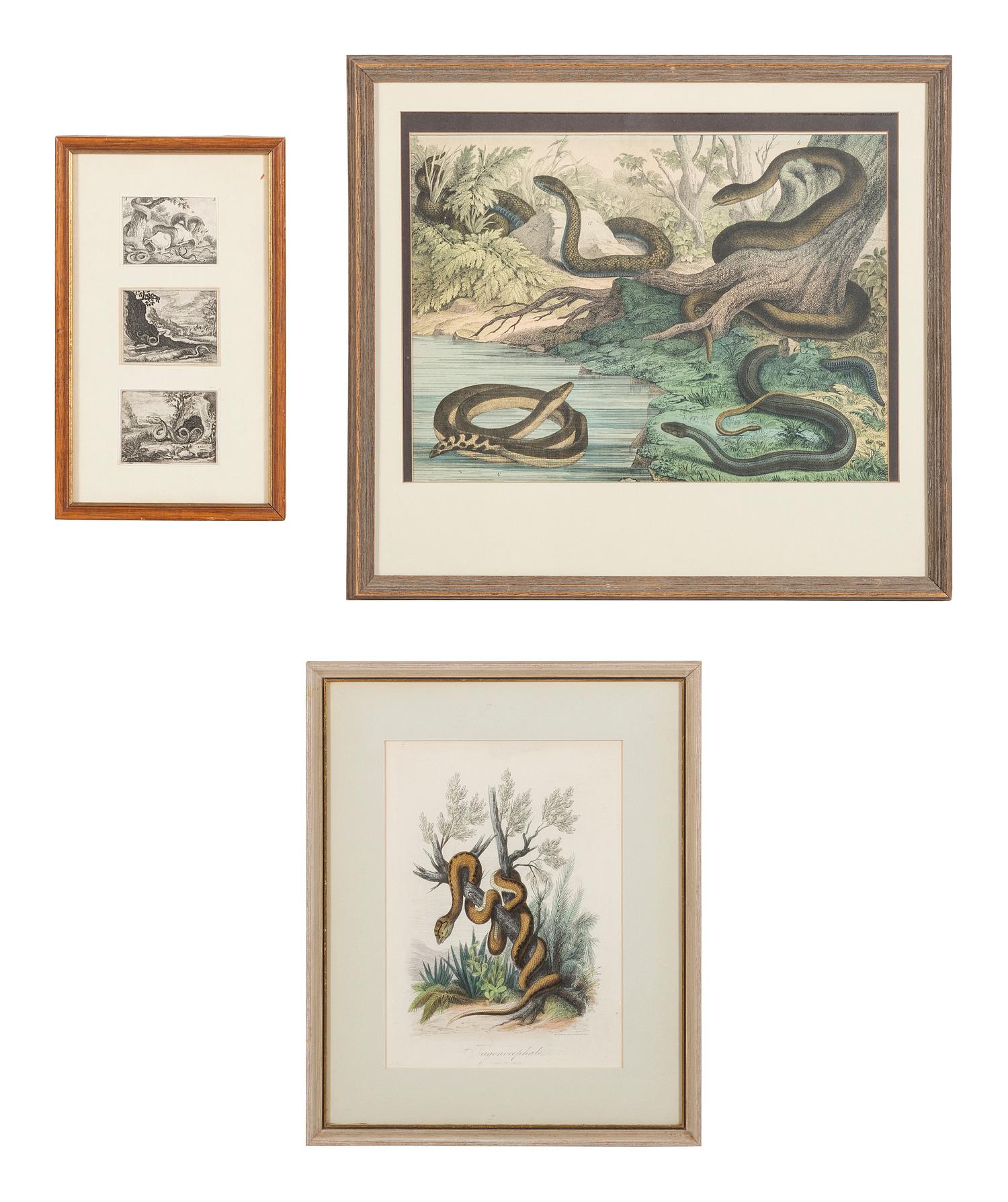 Seven Intaglio Prints of Reptiles