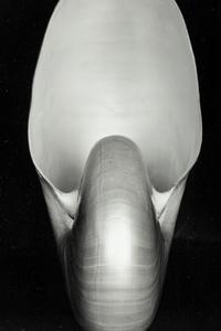 Edward Weston (1886-1958) Shell, 1927