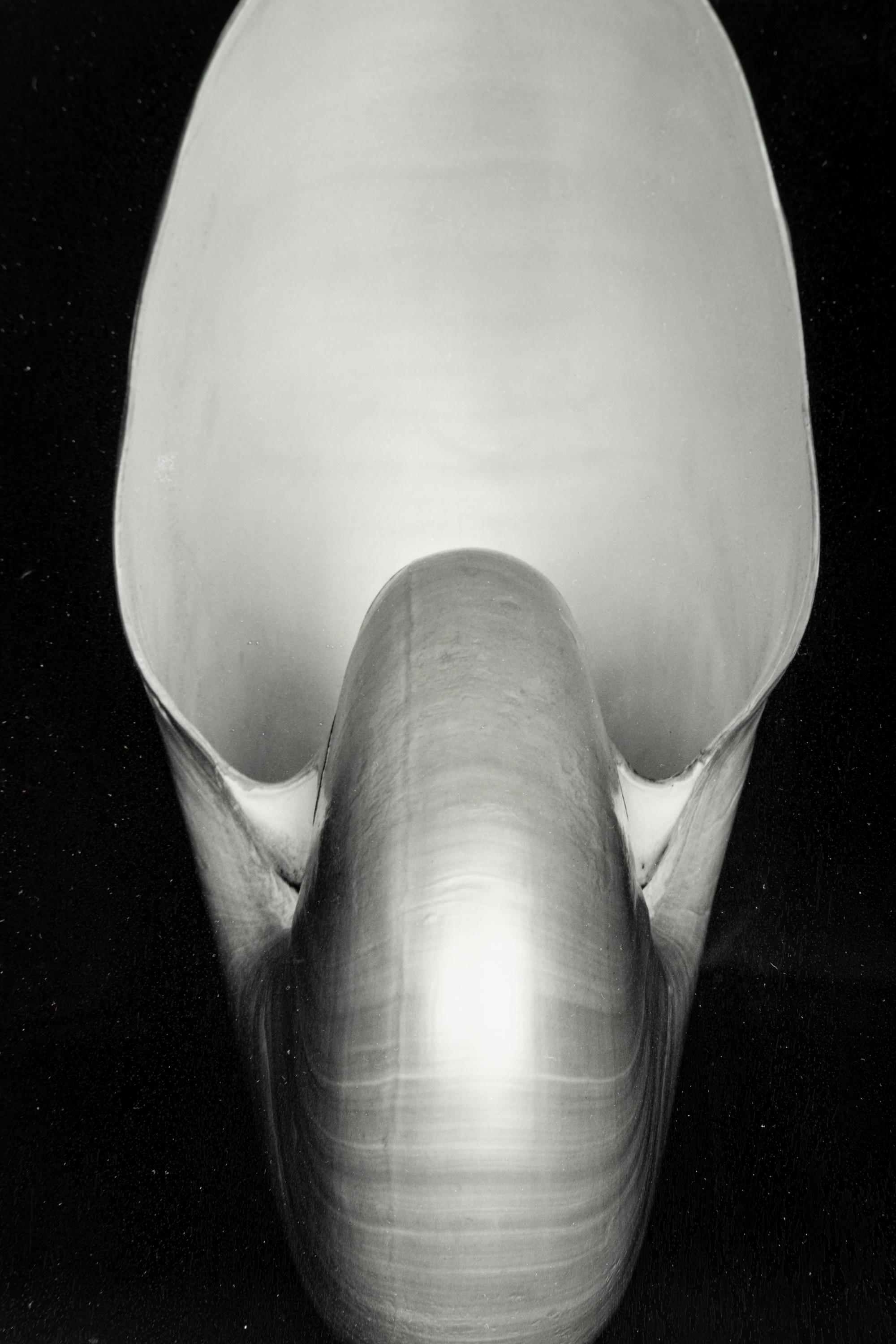 Edward Weston (1886-1958) Shell, 1927