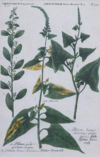 Four Framed Hand-Colored Botanical Engravings Sight size 13 1/4 x 8 1/2 inches. — 19TH CENTURY
