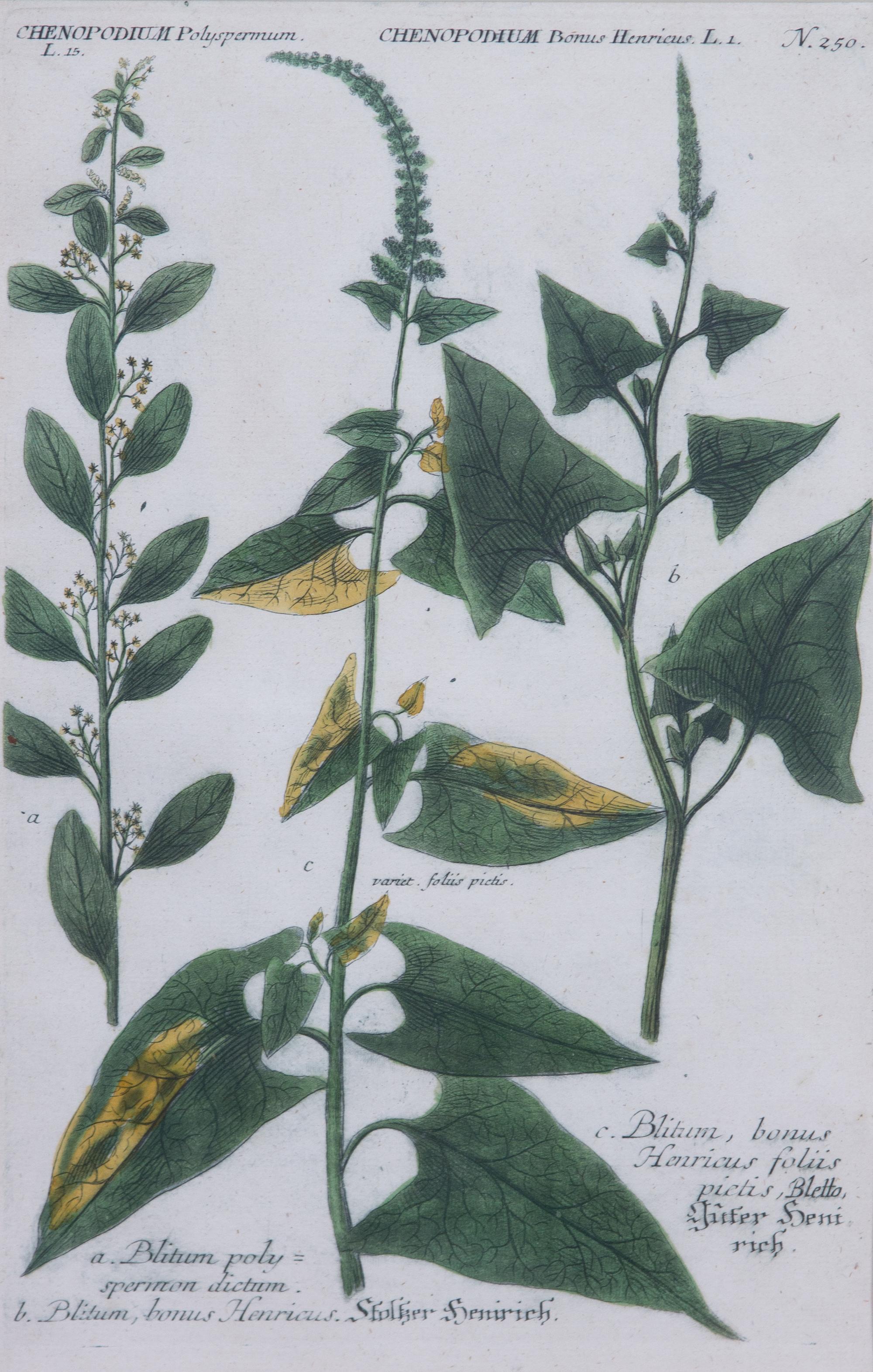 Four Framed Hand-Colored Botanical Engravings Sight size 13 1/4 x 8 1/2 inches. — 19TH CENTURY