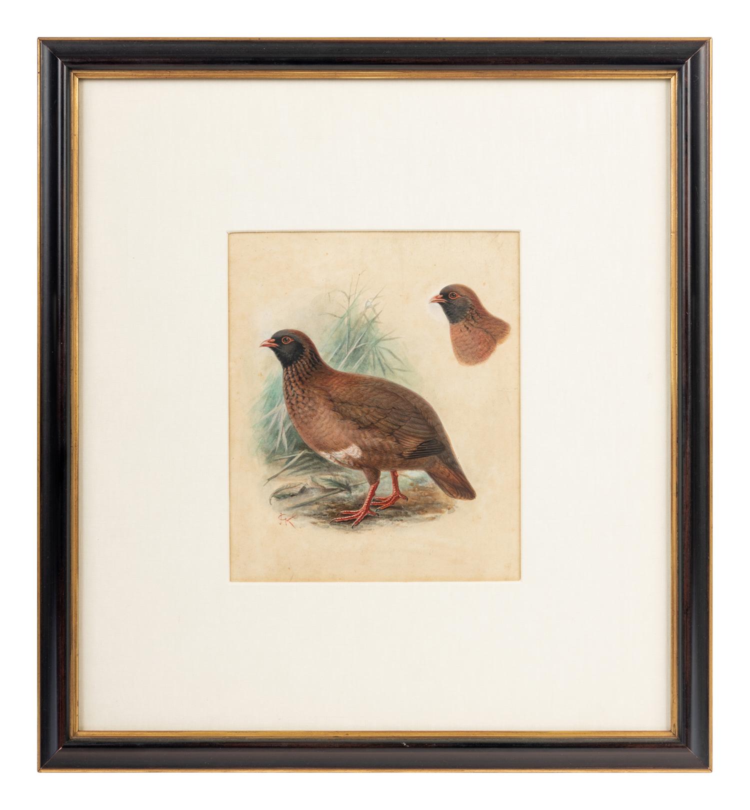 A Study of a Partridge