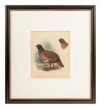 A Study of a Partridge