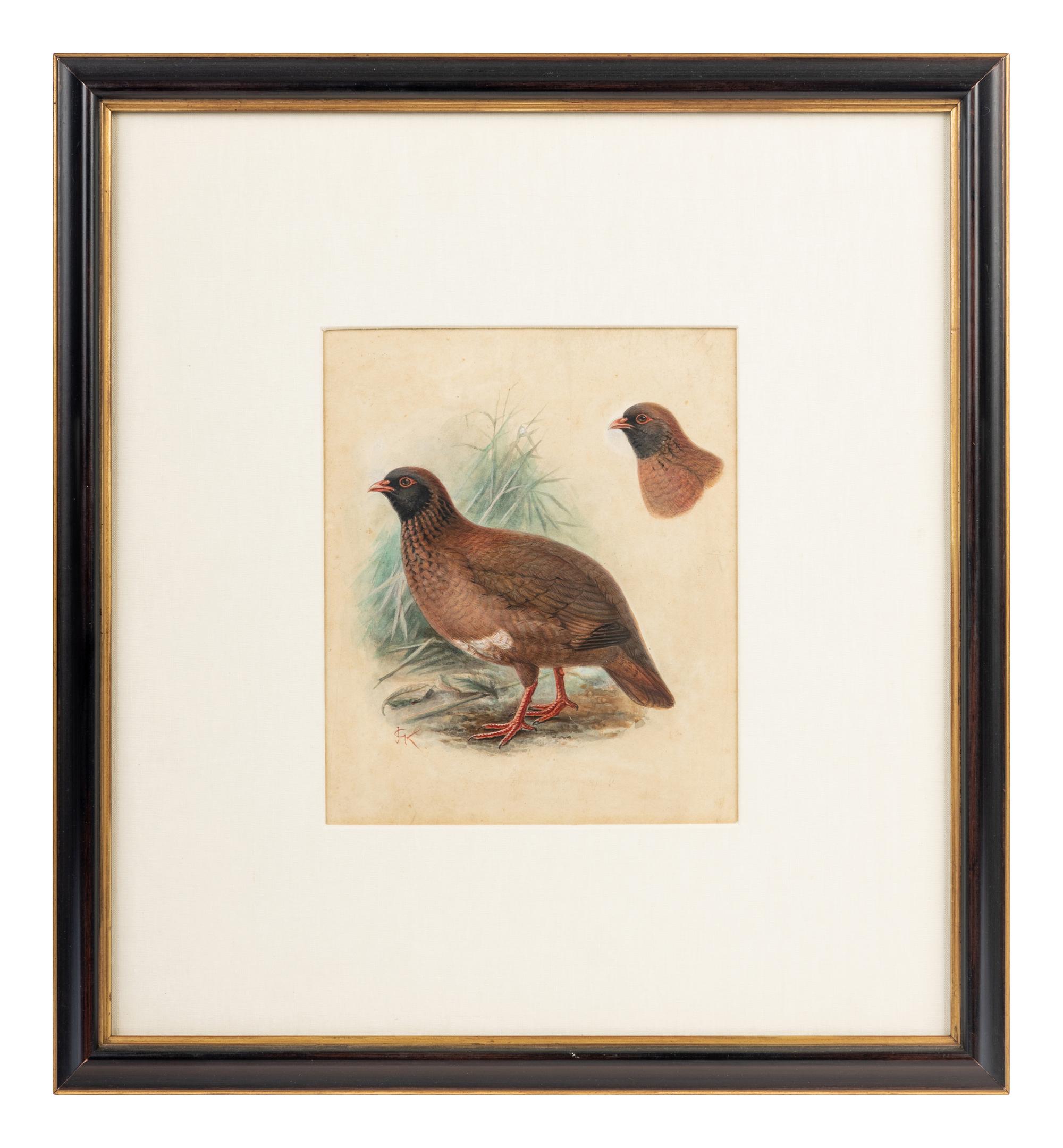 A Study of a Partridge