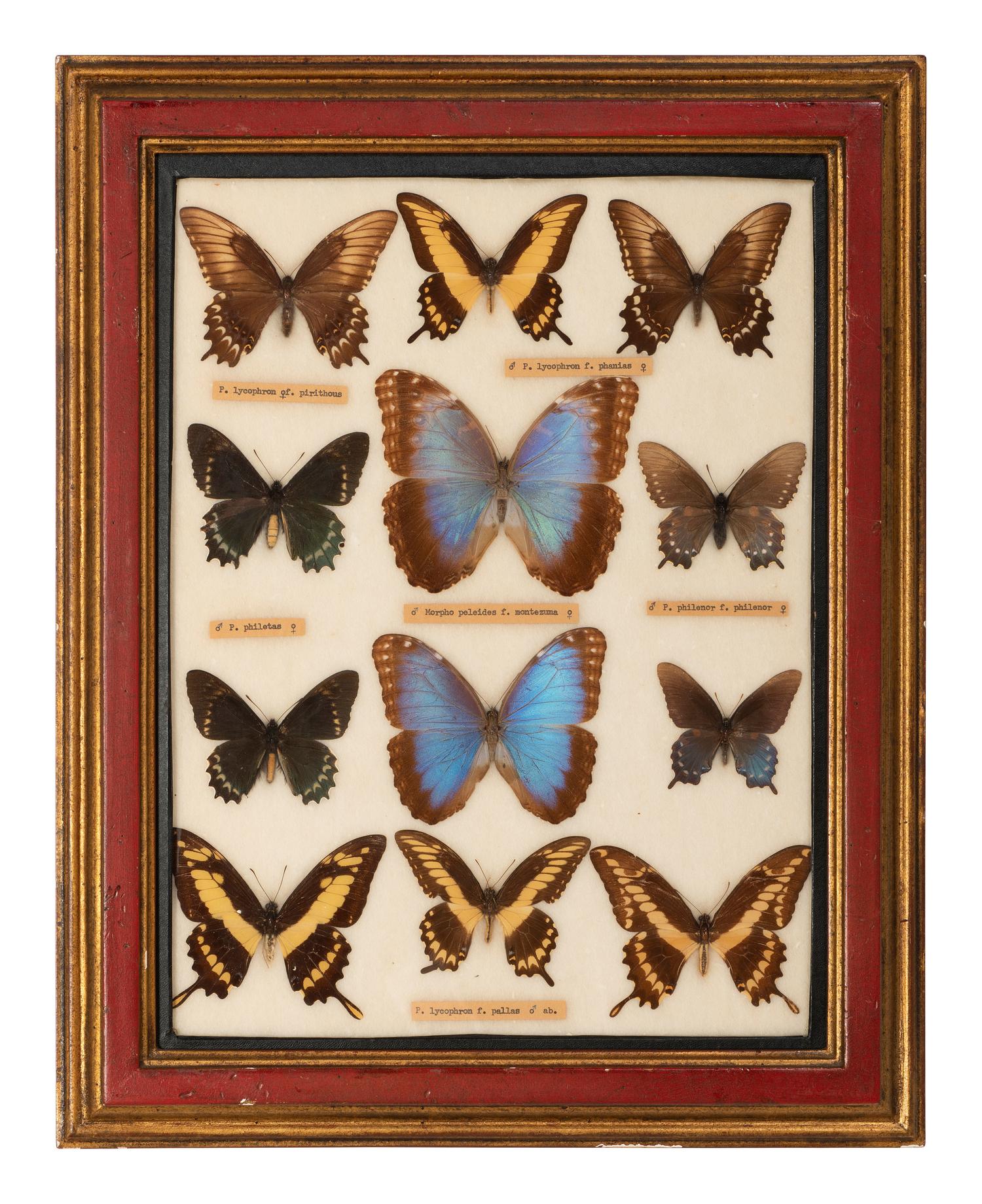 Four Framed Groups of Lepidopterological Specimens