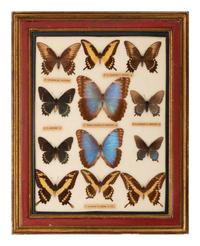 Four Framed Groups of Lepidopterological Specimens