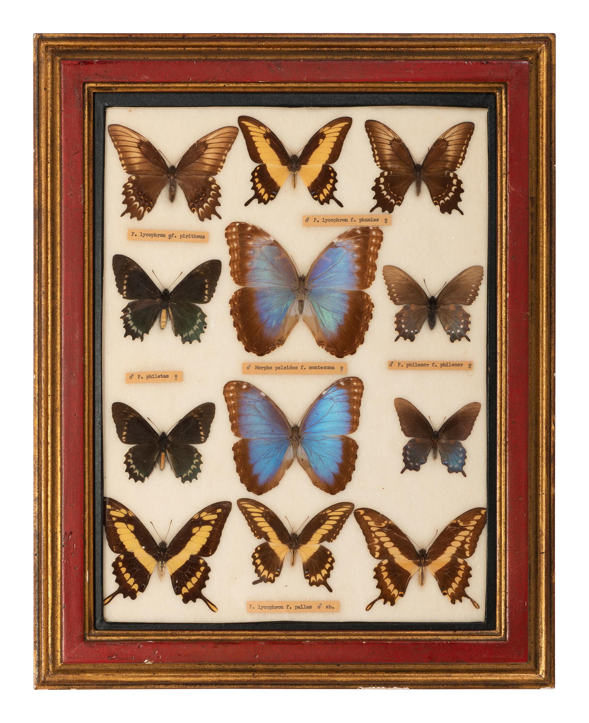 Four Framed Groups of Lepidopterological Specimens