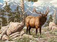 High Country Bugle