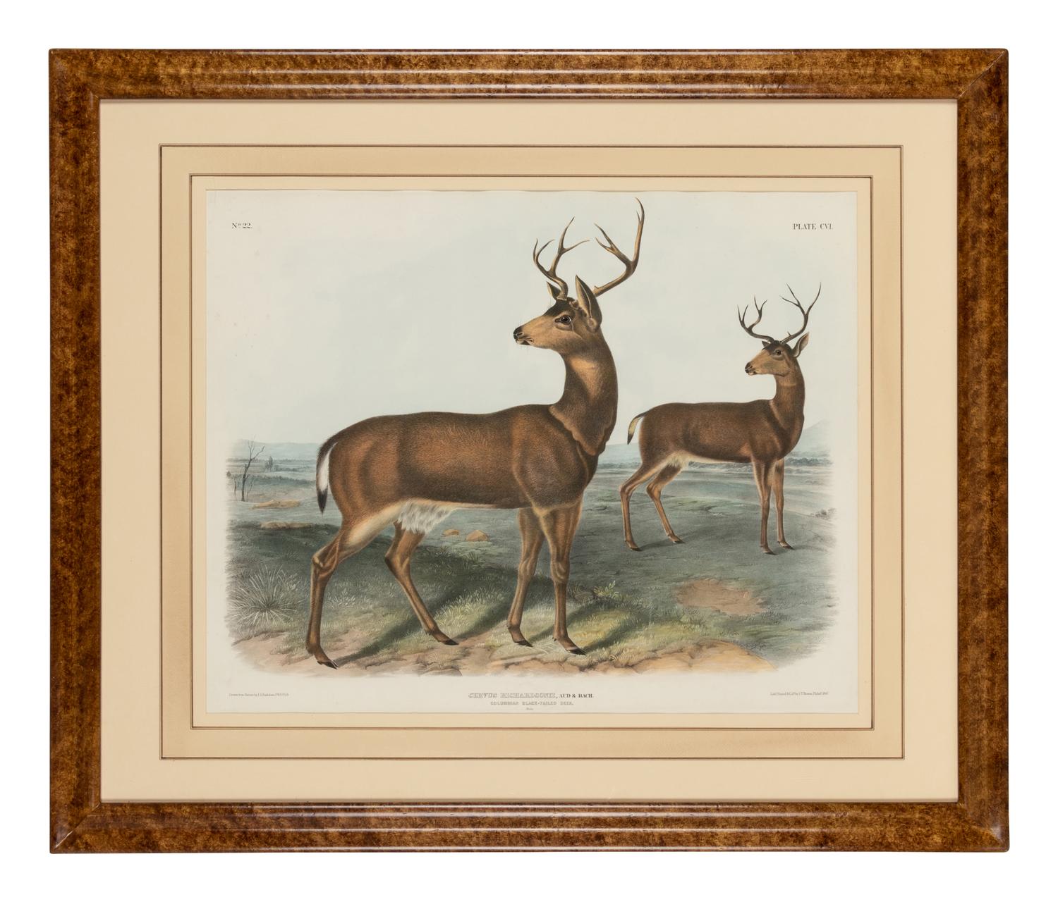 AUDUBON, John James (1785-1851). Pair of lithographs with hand-coloring from Quadrupeds of America , J. T. Bowen , on wove paper, comprising: