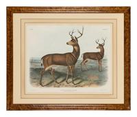 AUDUBON, John James (1785-1851). Pair of lithographs with hand-coloring from Quadrupeds of America , J. T. Bowen , on wove paper, comprising: