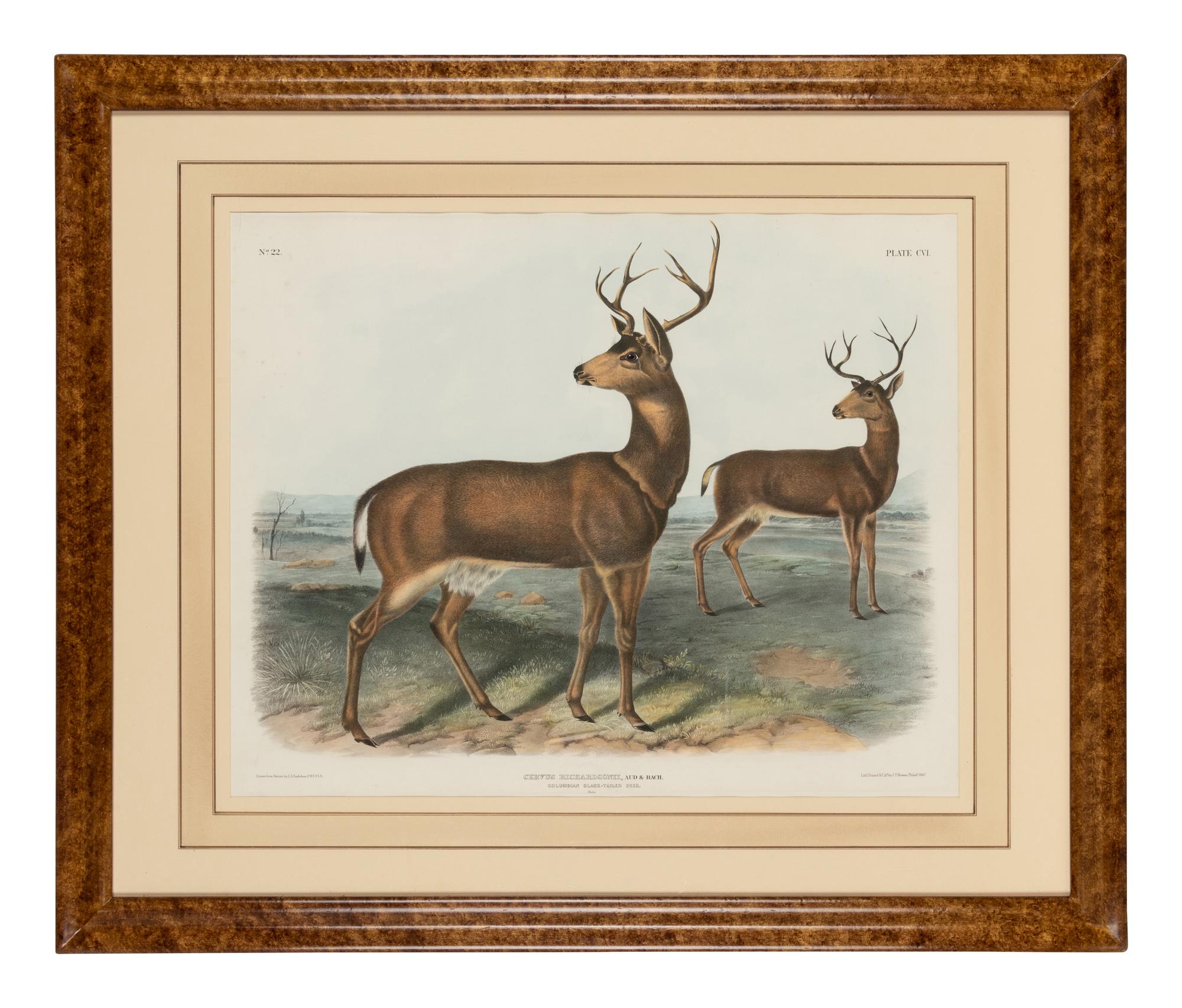 AUDUBON, John James (1785-1851). Pair of lithographs with hand-coloring from Quadrupeds of America , J. T. Bowen , on wove paper, comprising: