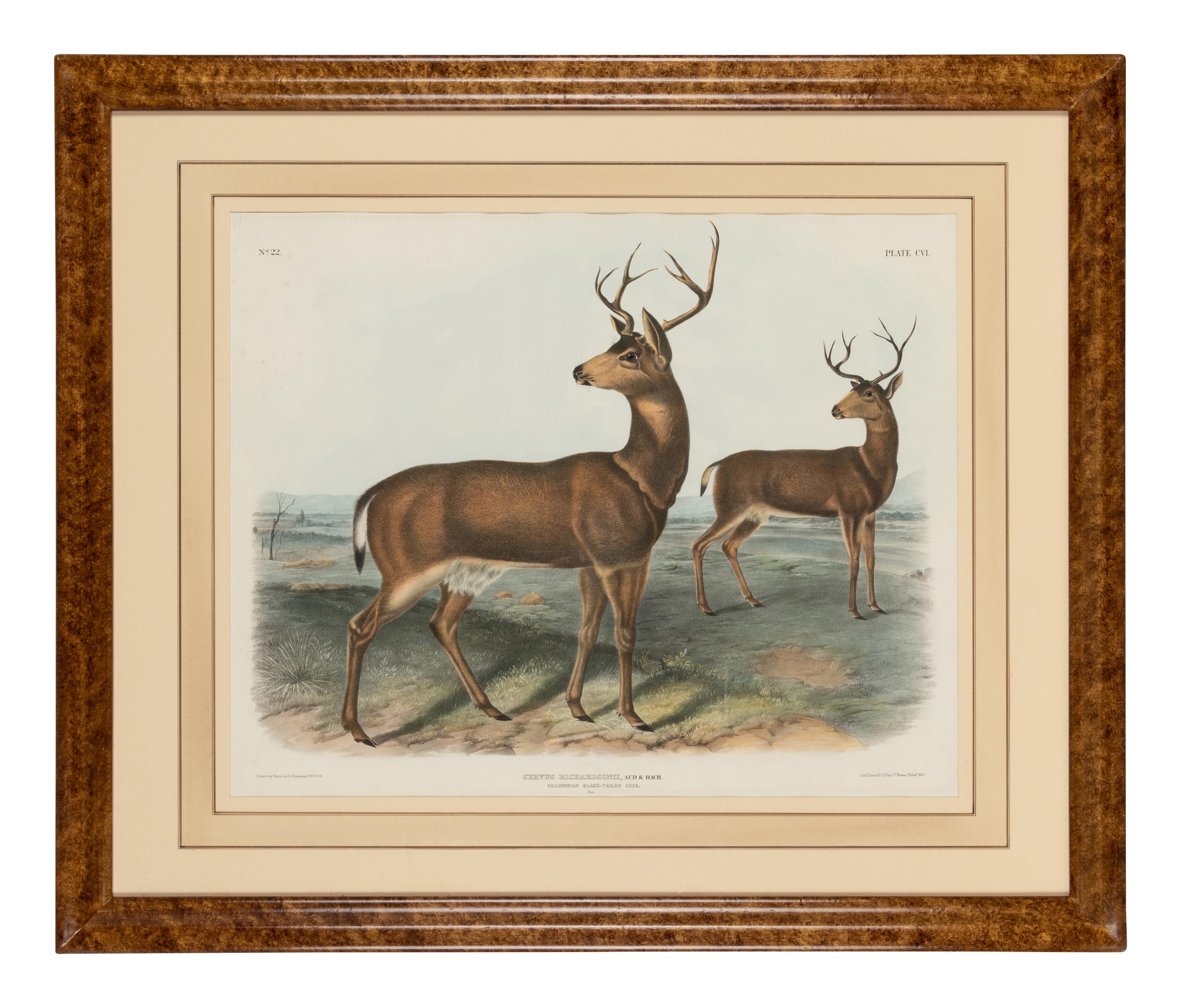 AUDUBON, John James (1785-1851). Pair of lithographs with hand-coloring from Quadrupeds of America , J. T. Bowen , on wove paper, comprising:
