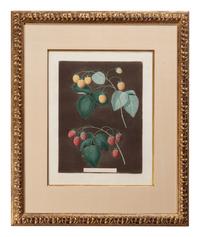George Brookshaw (English, 1751-1823)