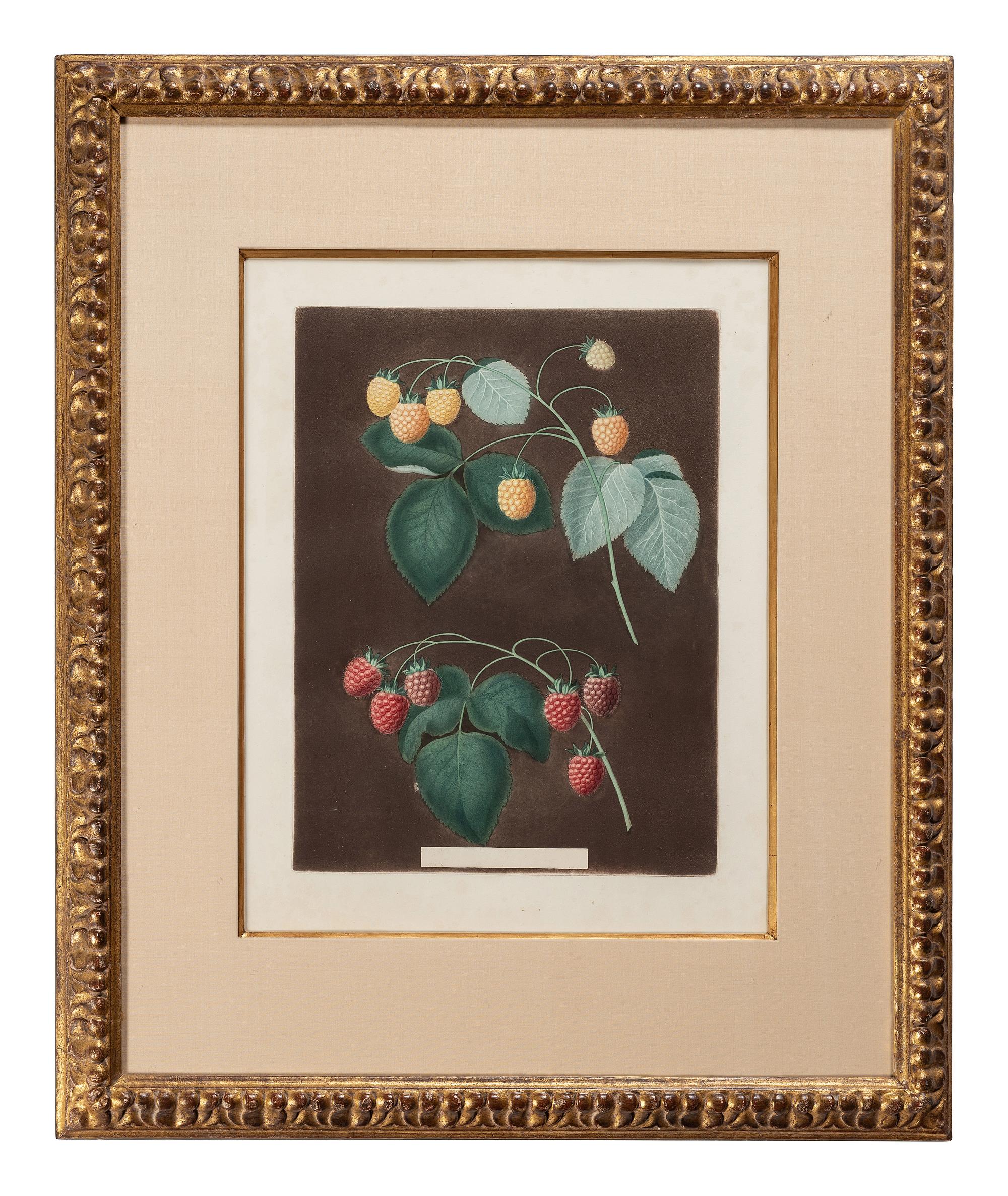 George Brookshaw (English, 1751-1823)