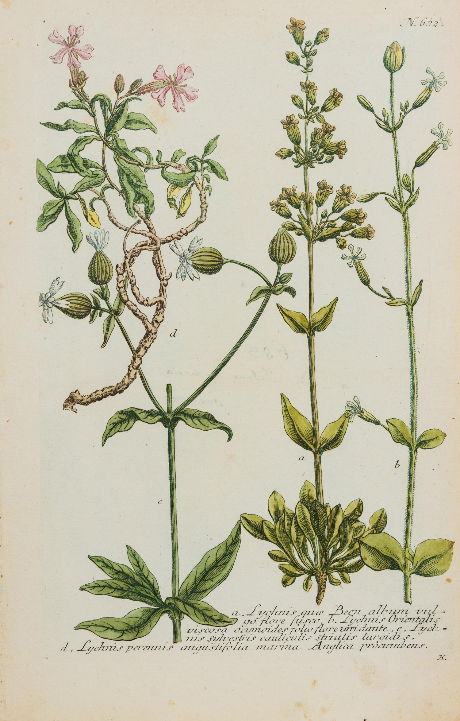 A Group of Six Hand-Colored Botanical Engravings from Johann Weinmann's Phytanthoza Iconographia — CIRCA 1740