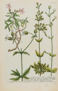 A Group of Six Hand-Colored Botanical Engravings from Johann Weinmann's Phytanthoza Iconographia — CIRCA 1740