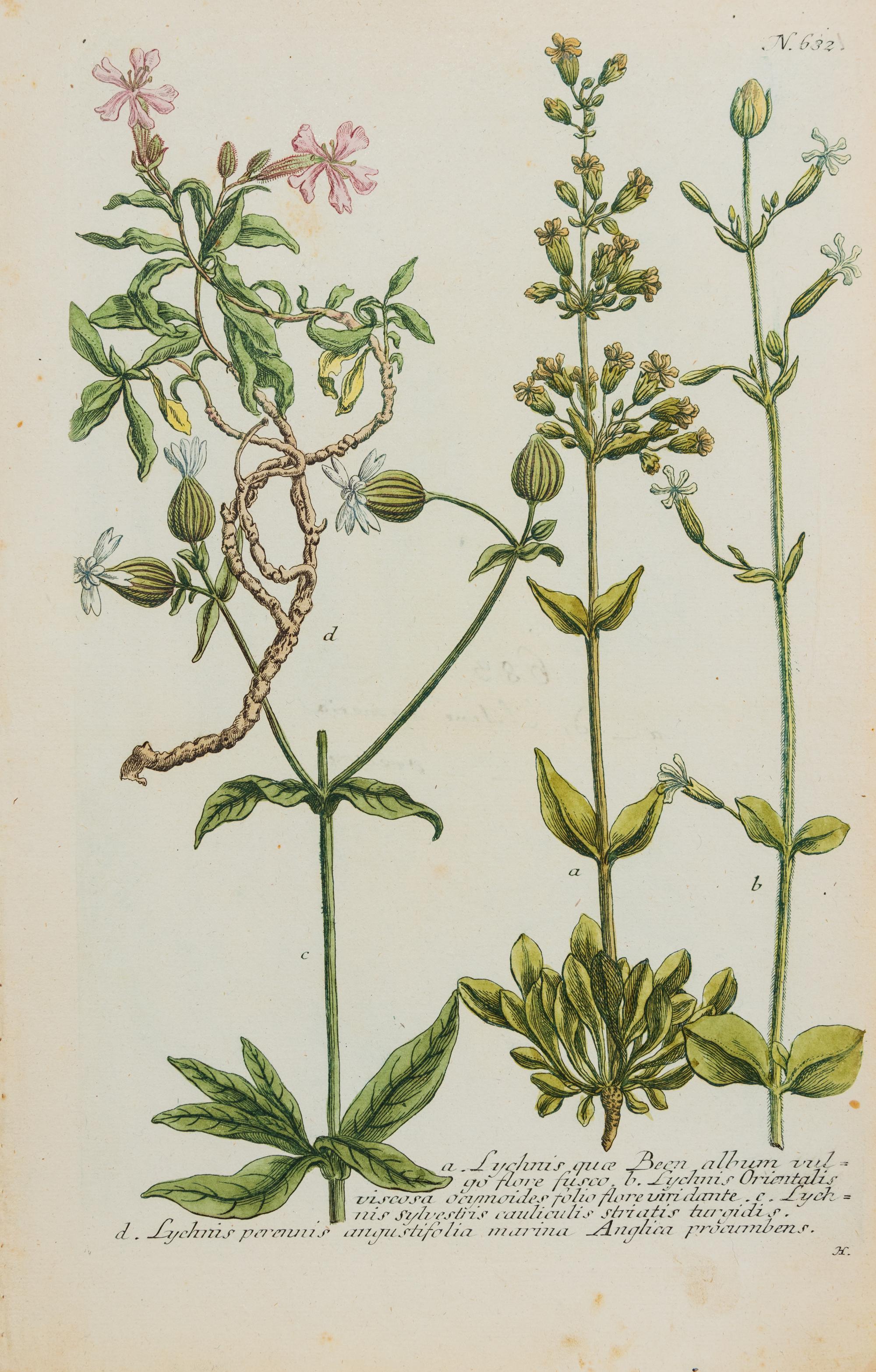 A Group of Six Hand-Colored Botanical Engravings from Johann Weinmann's Phytanthoza Iconographia — CIRCA 1740