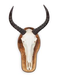Waterback Skull and Antler Mount