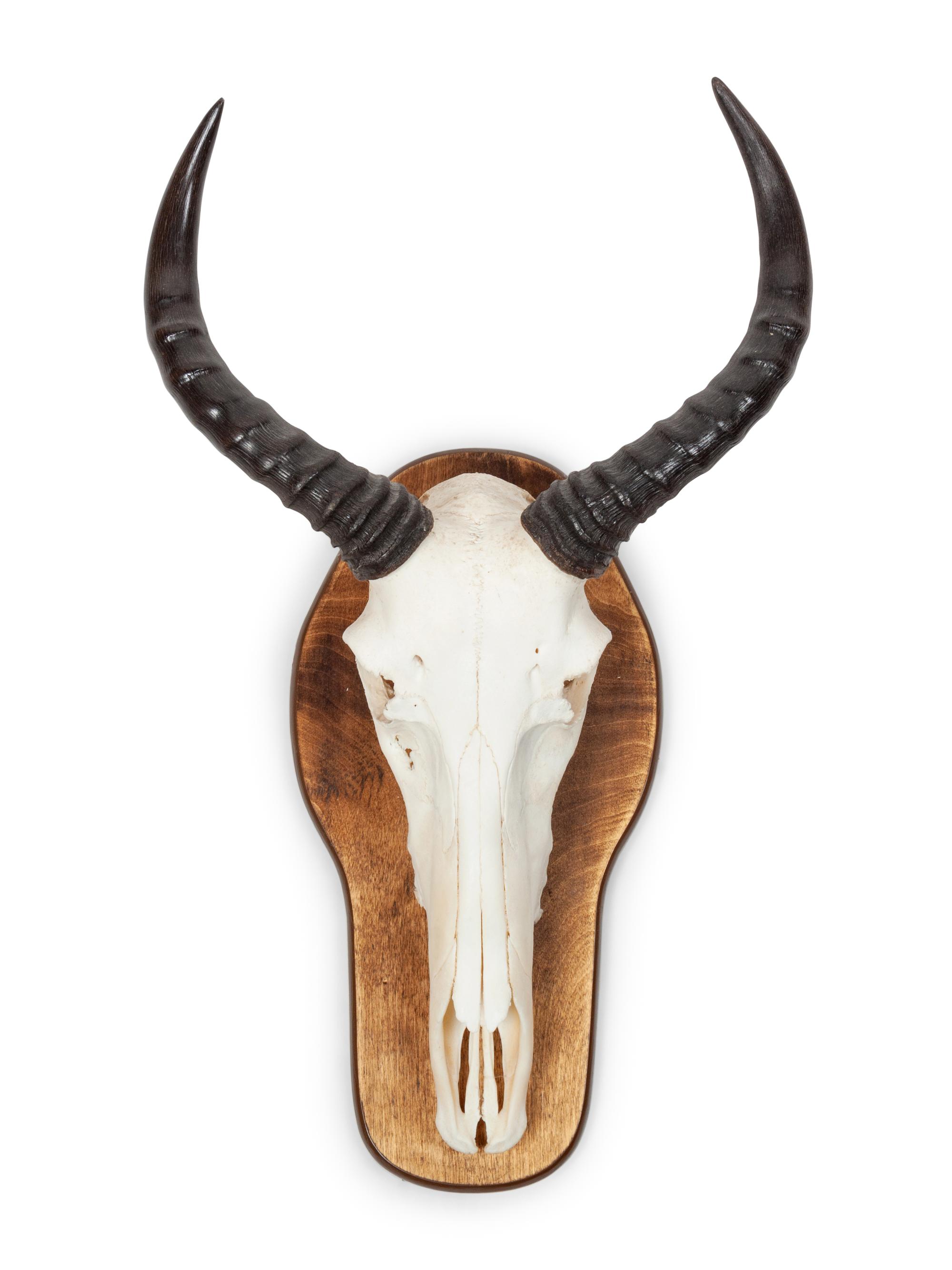 Waterback Skull and Antler Mount