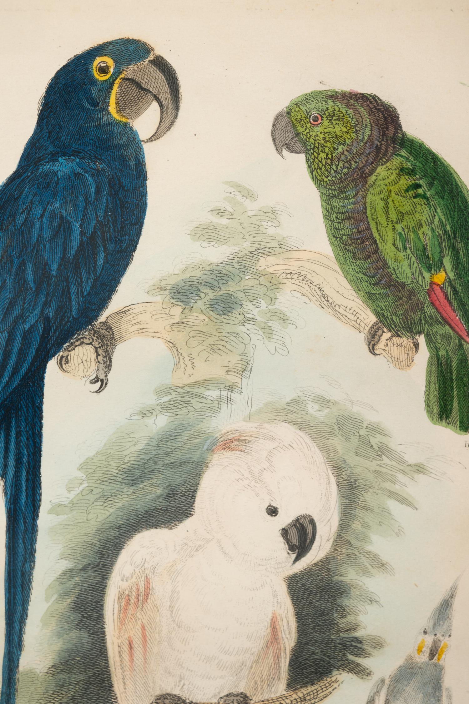 A Hand-Colored Engraving of Tropical Birds After Georges Cuvier (French, 1769-1832)
