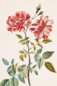 Three Botanical Hand-Colored Engravings after Pancrace Bessa (French, 1772-1846)