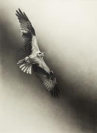Osprey , 1996