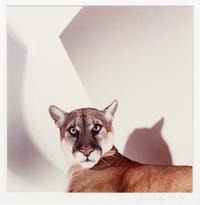 James Balog, (American, b. 1952), Mountain Lion, 1989