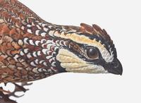 Grainger McKoy (American, B. 1947) - Running Quail