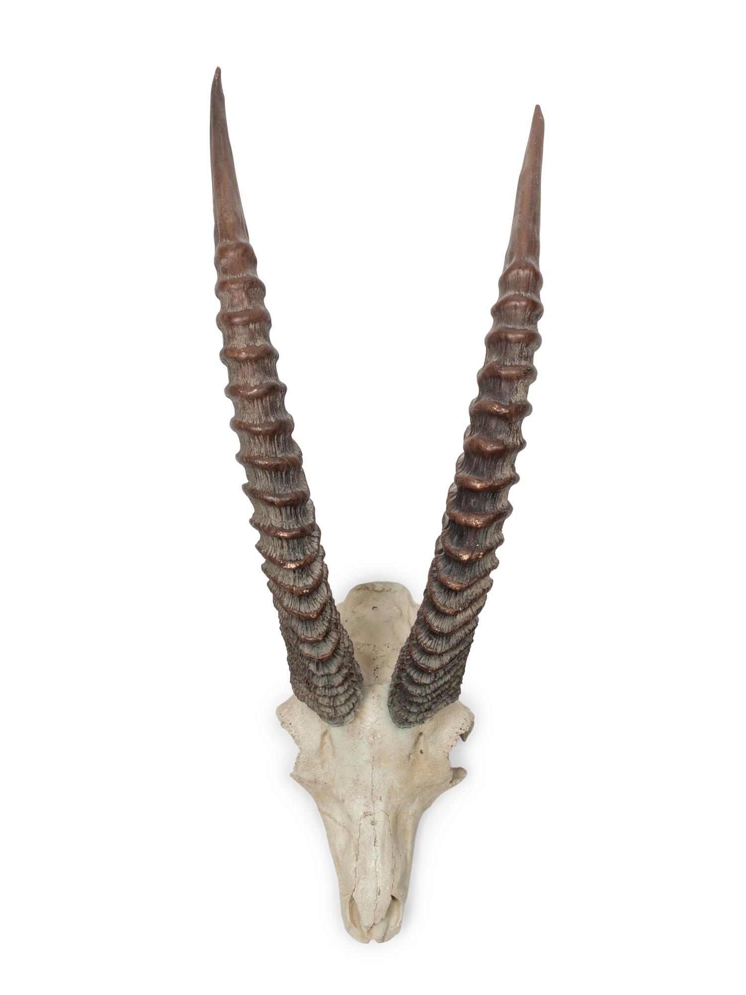 Cast Resin Sable Antelope Skull and Antler