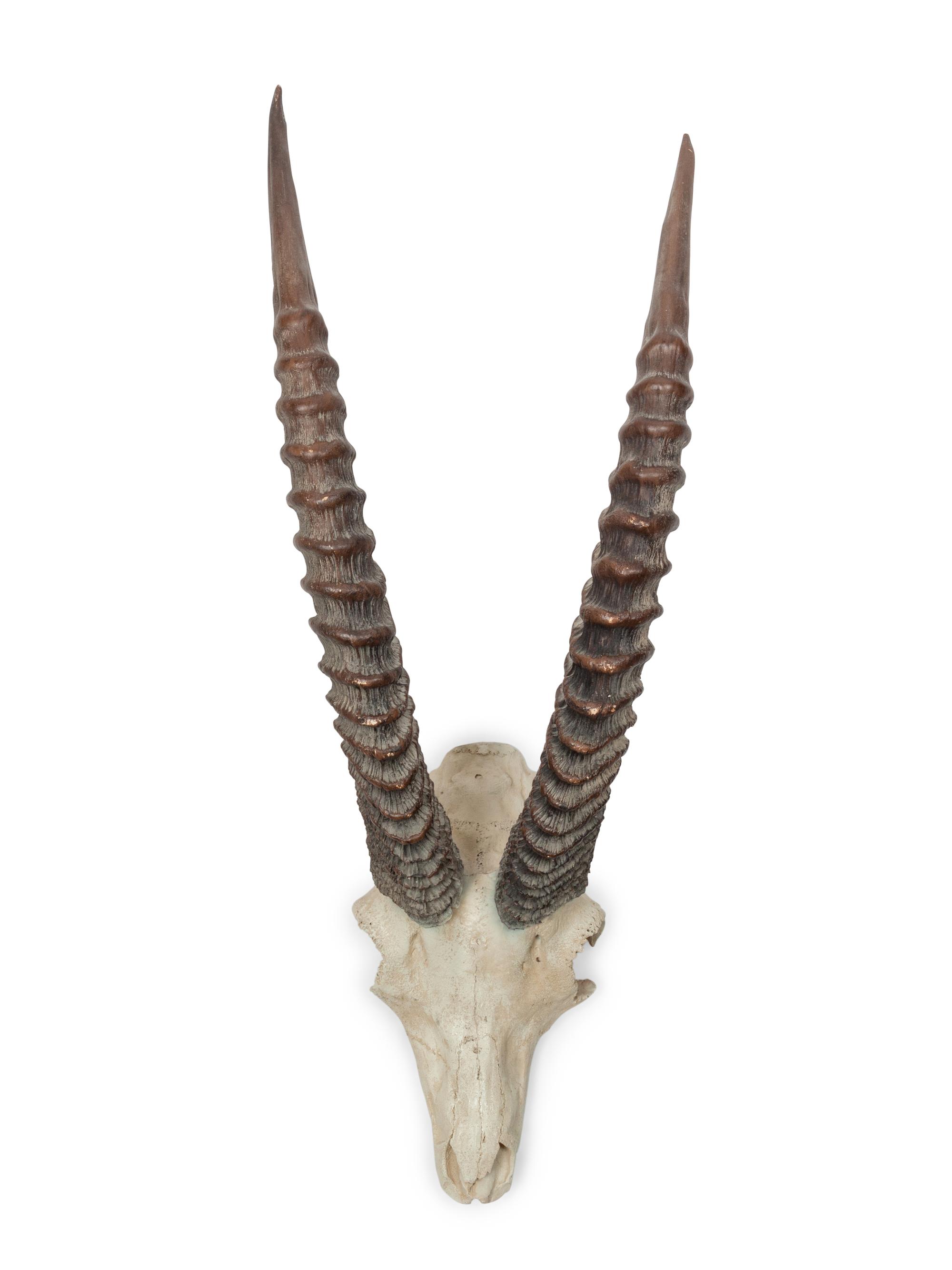 Cast Resin Sable Antelope Skull and Antler