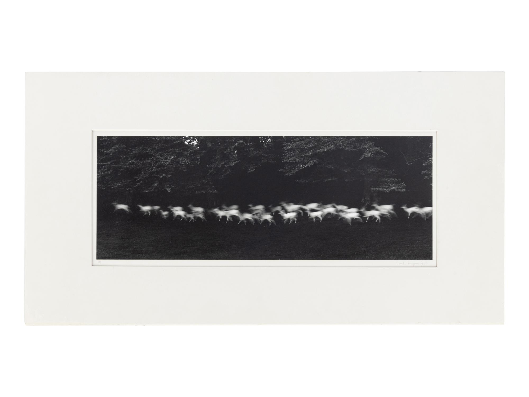 Paul Caponigro (born 1932) Running White Deer, County Wicklow, Ireland, 1967