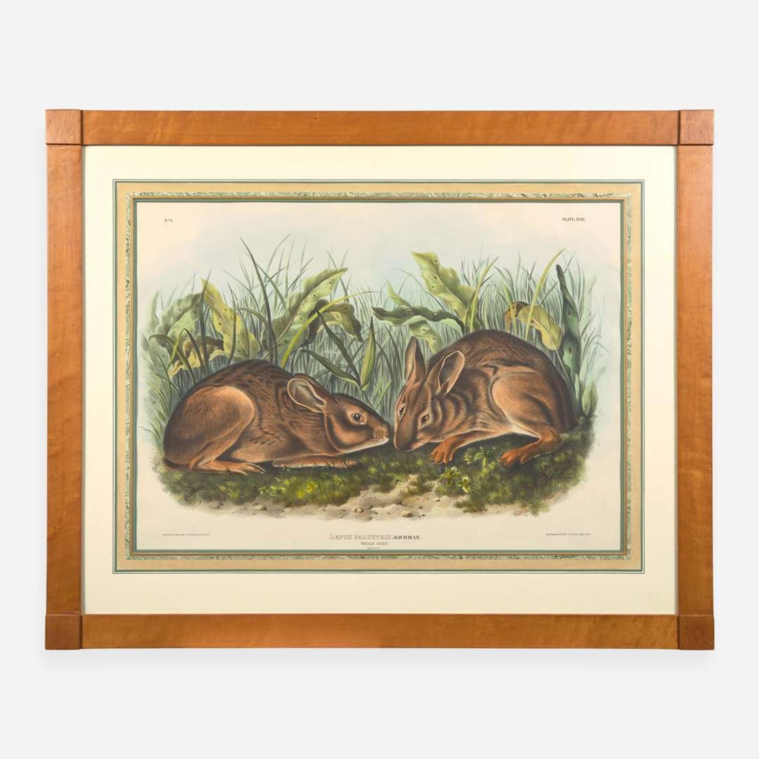 [Prints] Audubon, J(ohn). J(ames). Marsh Hare