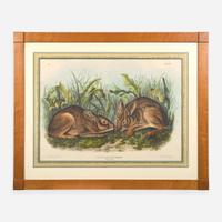 [Prints] Audubon, J(ohn). J(ames). Marsh Hare