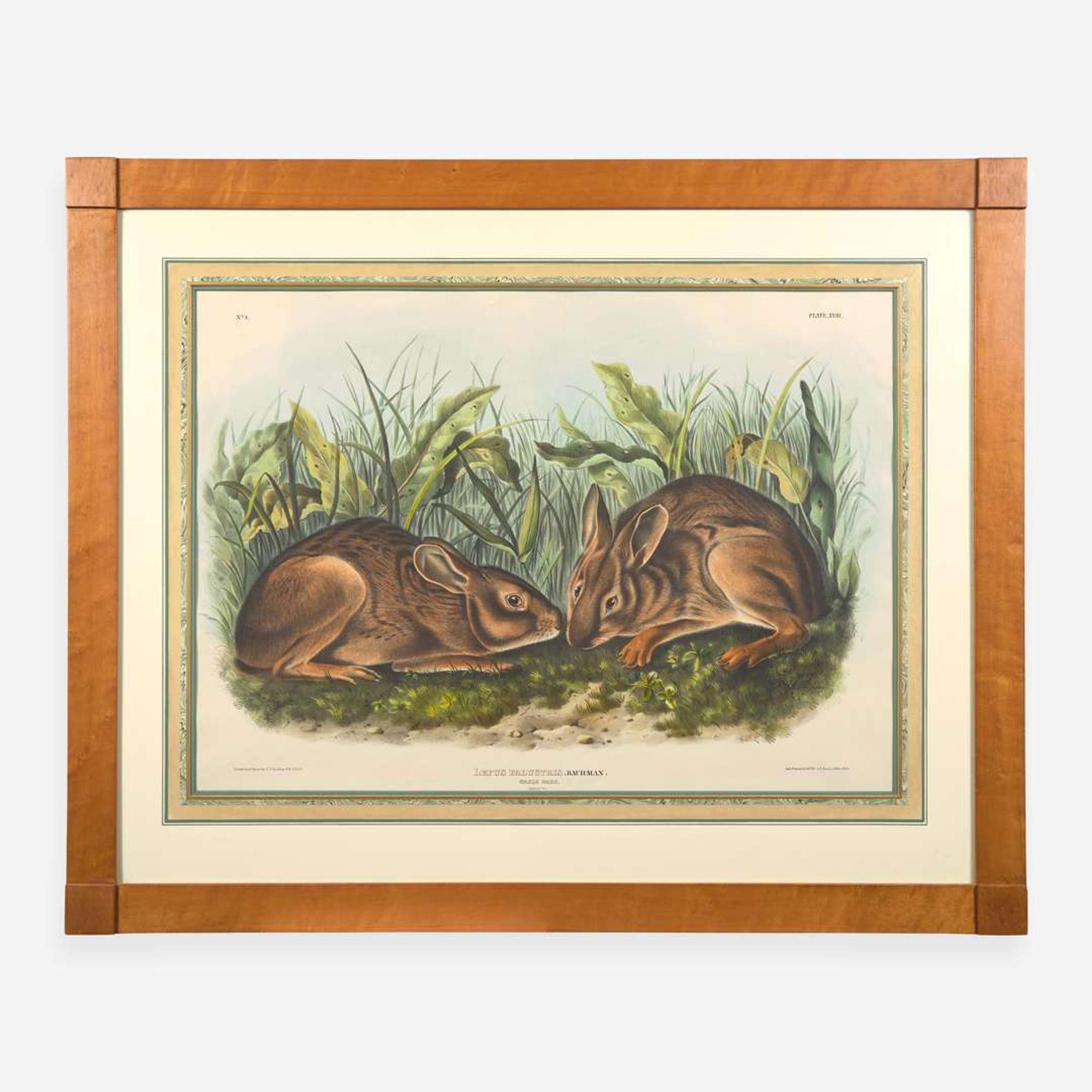 [Prints] Audubon, J(ohn). J(ames). Marsh Hare