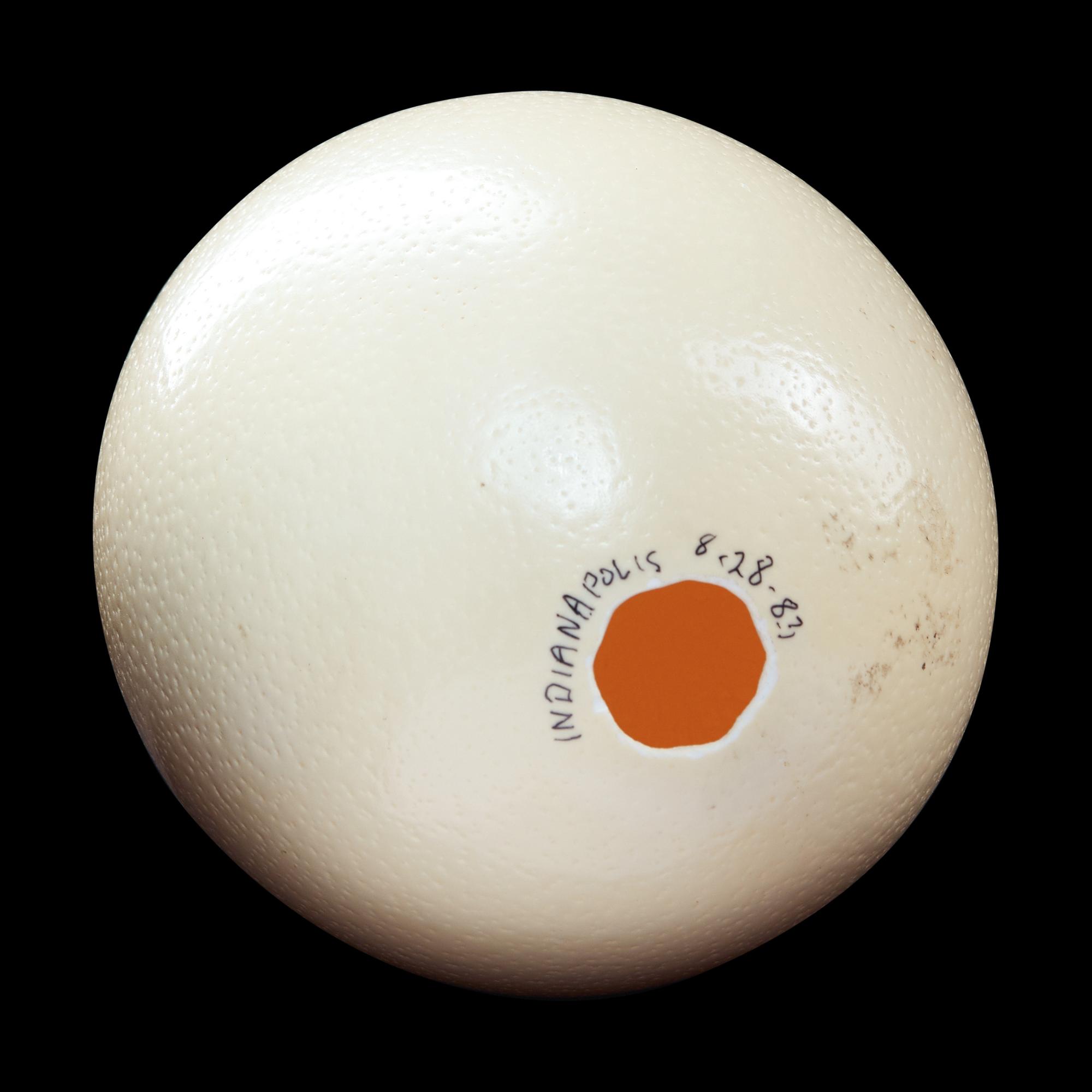 A Large Ostrich Egg (Struthio camelus)