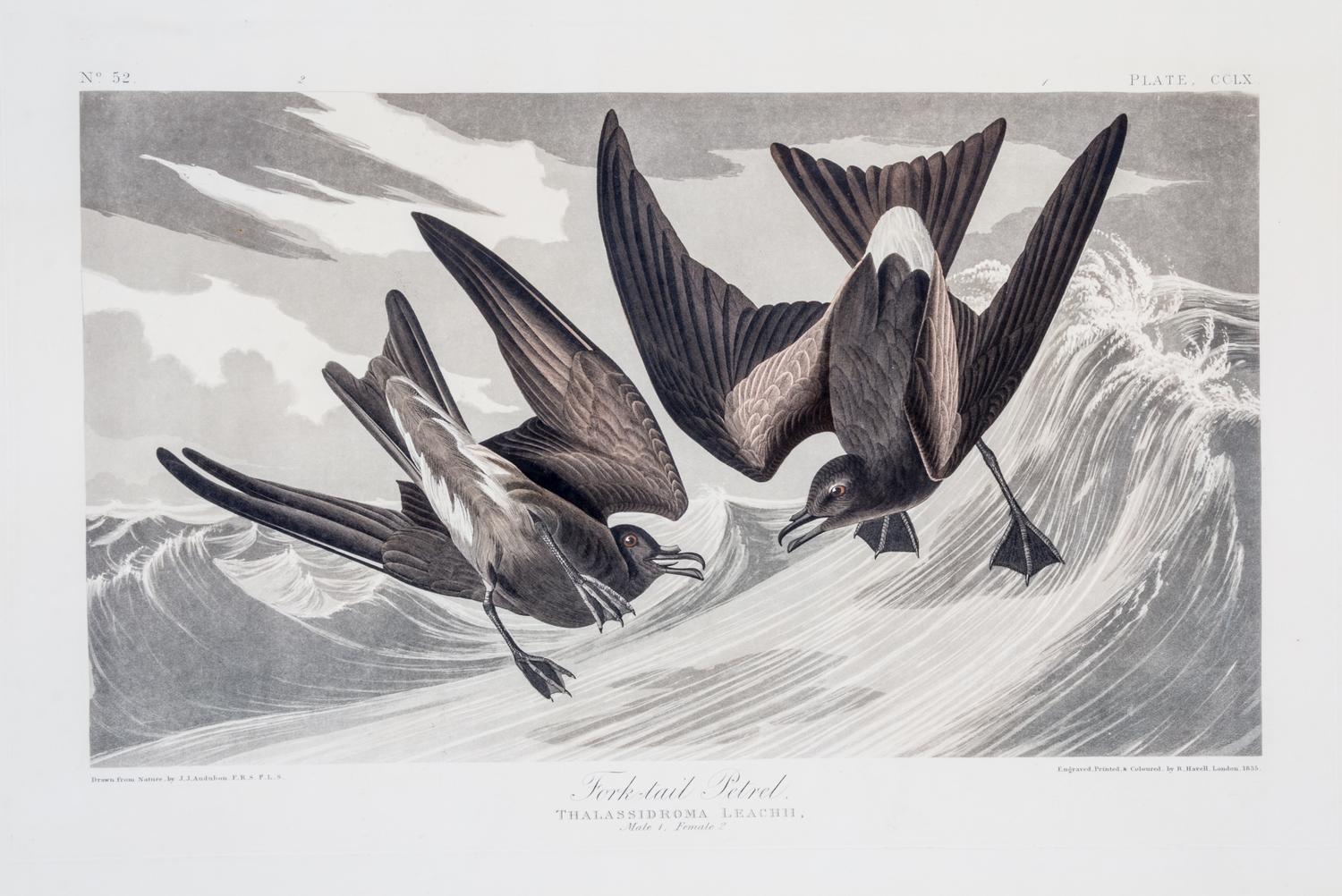 (AUDUBON, JOHN JAMES, after) HAVELL, ROBERT. Arctic Yager, Lestris Parasitica, plate CCLXVII, no. 54, from Birds of America