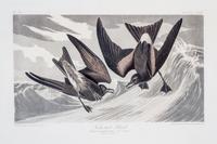 (AUDUBON, JOHN JAMES, after) HAVELL, ROBERT. Arctic Yager, Lestris Parasitica, plate CCLXVII, no. 54, from Birds of America