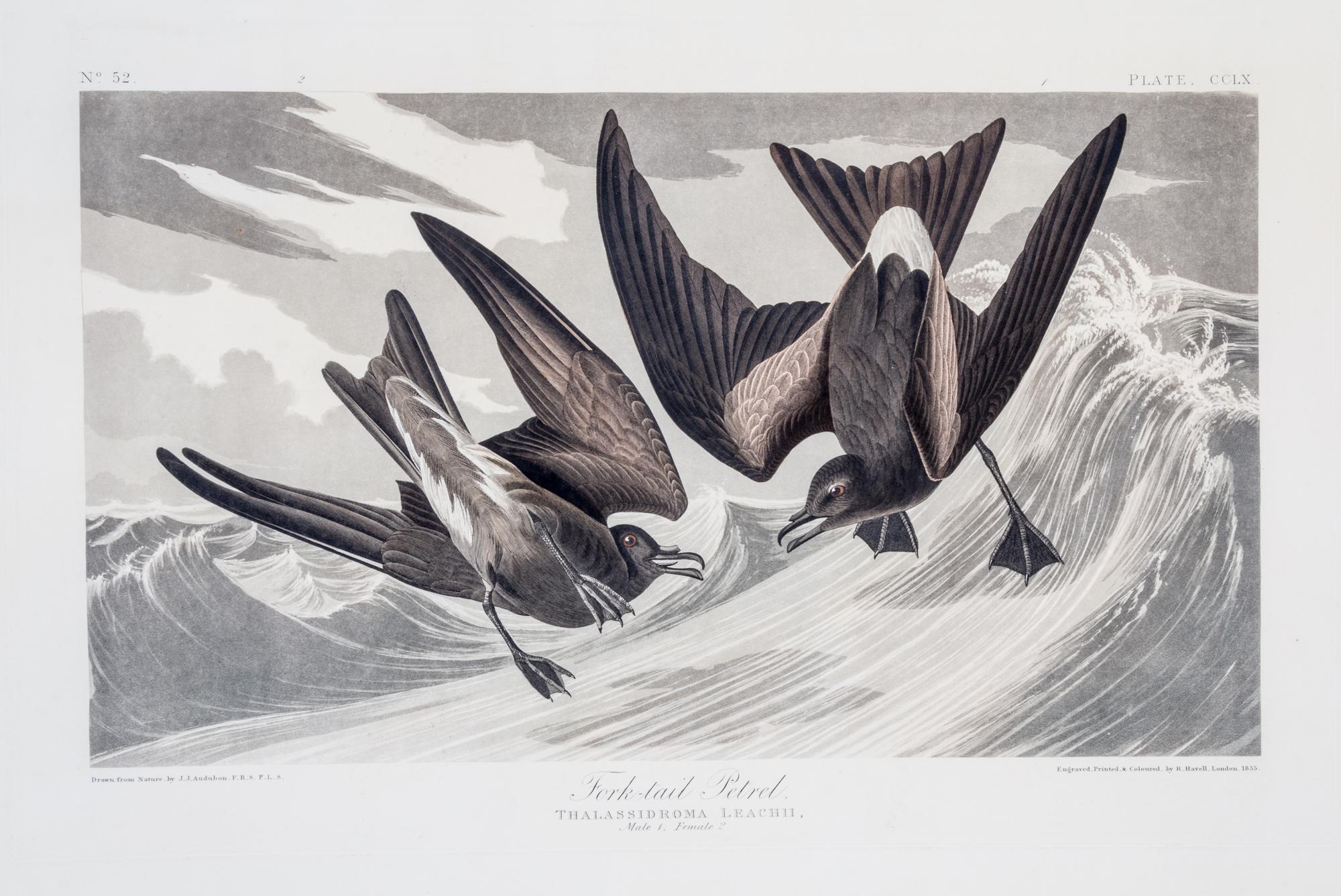 (AUDUBON, JOHN JAMES, after) HAVELL, ROBERT. Arctic Yager, Lestris Parasitica, plate CCLXVII, no. 54, from Birds of America