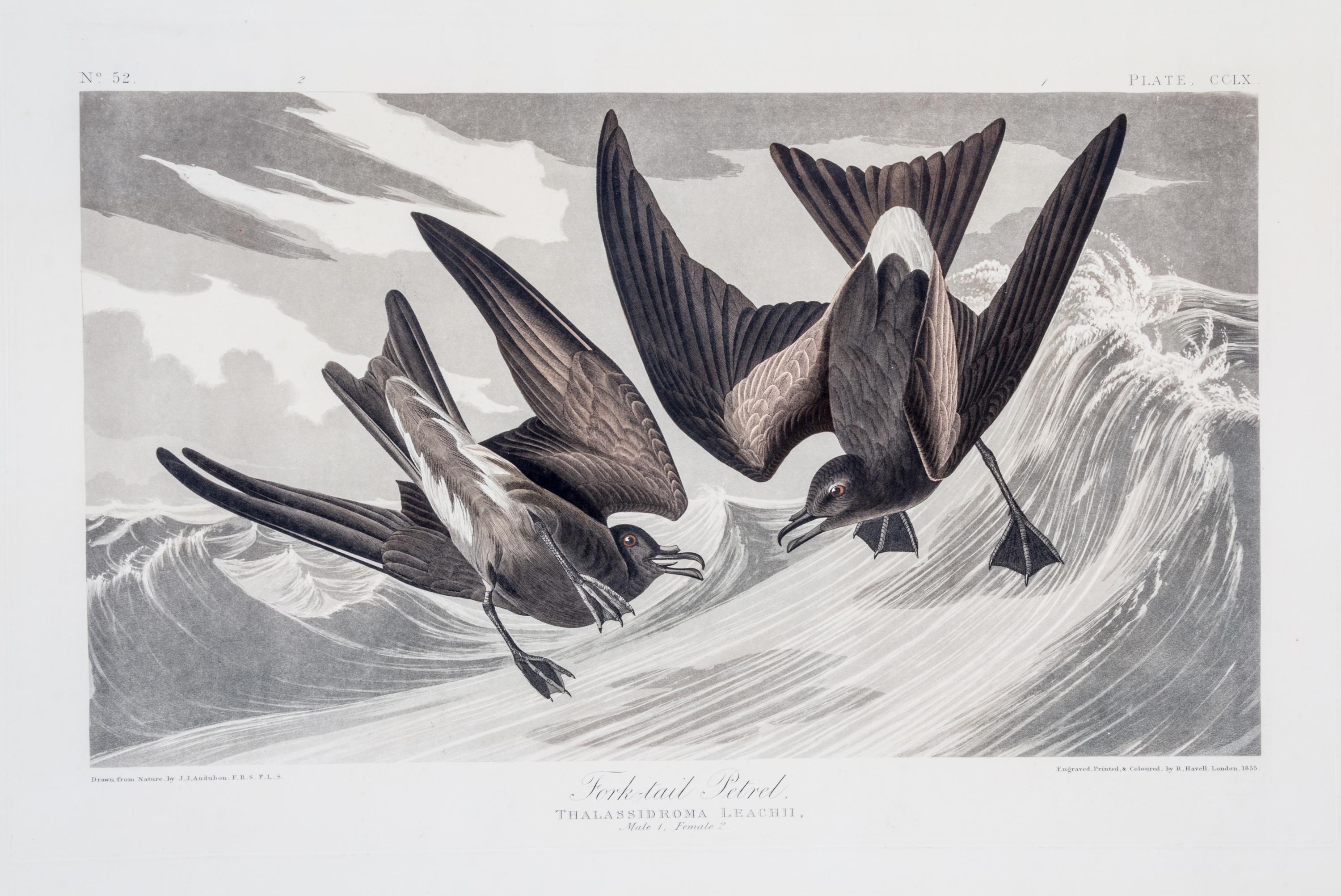 (AUDUBON, JOHN JAMES, after) HAVELL, ROBERT. Arctic Yager, Lestris Parasitica, plate CCLXVII, no. 54, from Birds of America