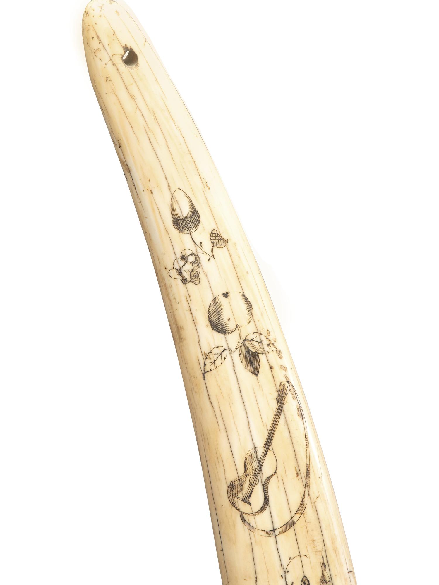 A Scrimshaw Walrus Tusk
