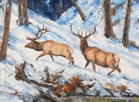 Bull Elks